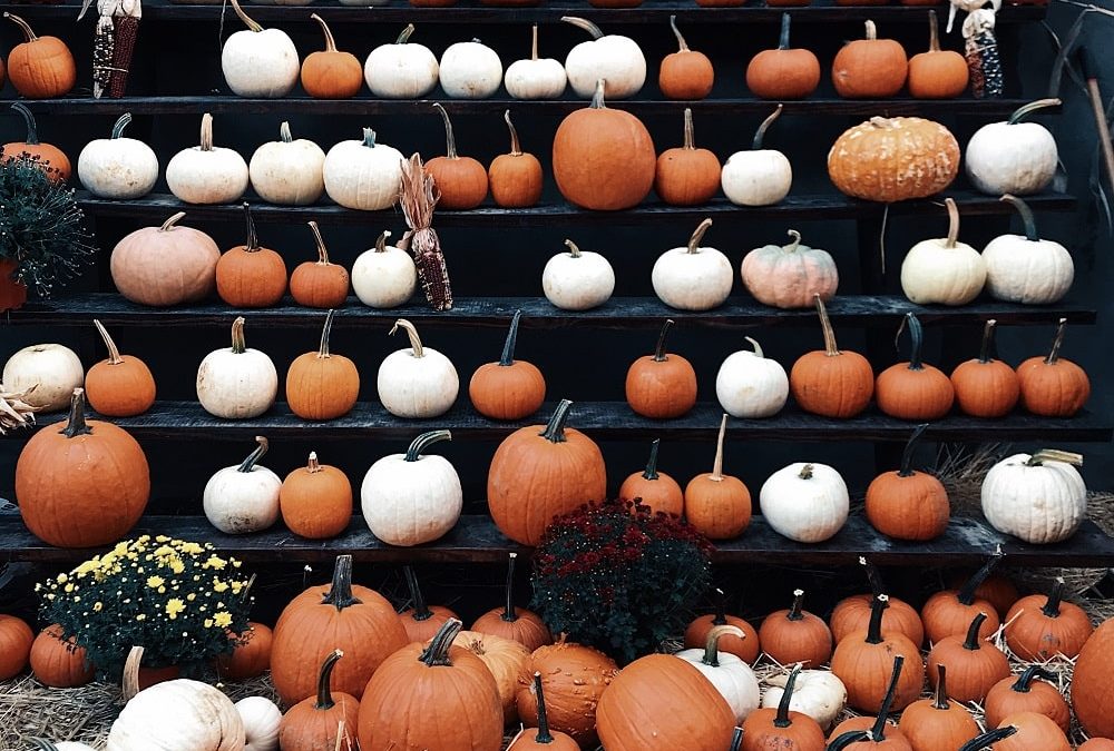 Pumpkins-orange-white-rows-set out-black stand