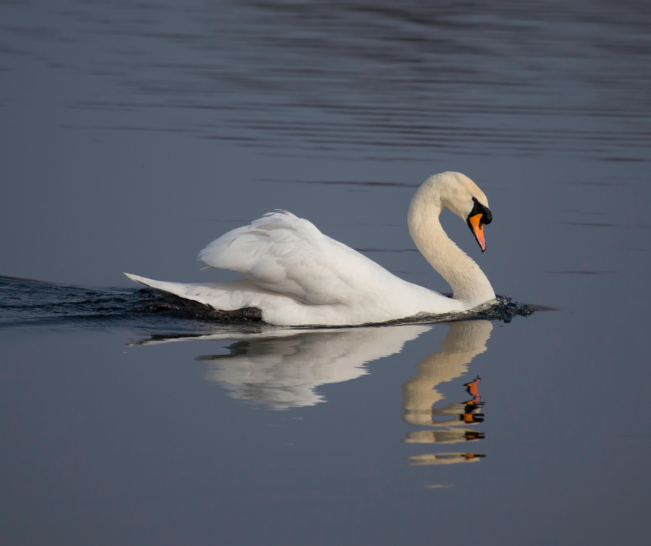 A beautiful white swan